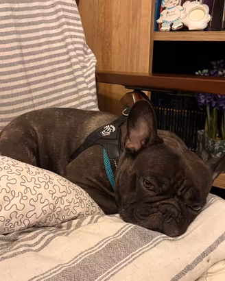 Bulldog francese