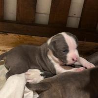 Cuccioli amstaff blu