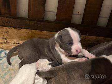 Cuccioli amstaff blu