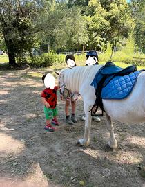 Pony femmina