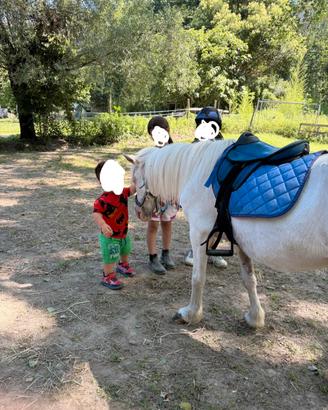 Pony femmina