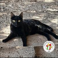 AKELA giovane e splendida