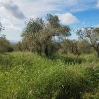 Oliveto in Strada Vicinale Taniga Baldella