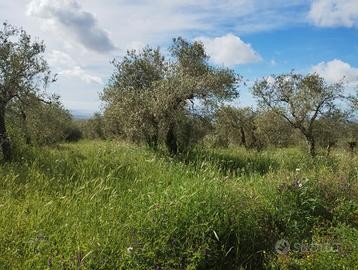 Oliveto in Strada Vicinale Taniga Baldella