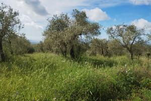Oliveto in Strada Vicinale Taniga Baldella