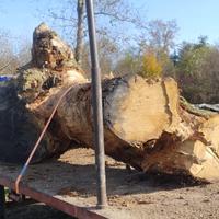 Tronco Rovere per scultura