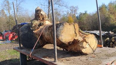 Tronco Rovere per scultura