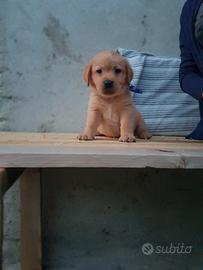 Cuccioli di Labrador Retriever