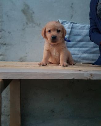 Cuccioli di Labrador Retriever