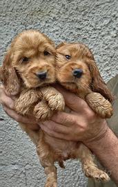 Splendidi cuccioli di cocker spaniel inglese