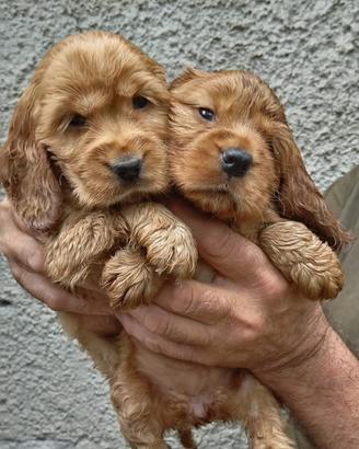 Splendidi cuccioli di cocker spaniel inglese