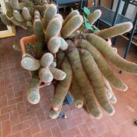 Coppia enormi piante grasse Mammillaria