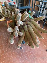 Coppia enormi piante grasse Mammillaria