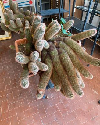 Coppia enormi piante grasse Mammillaria