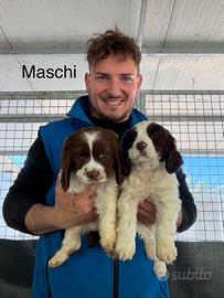 Springer Spaniel da lavoro tartufi e caccia