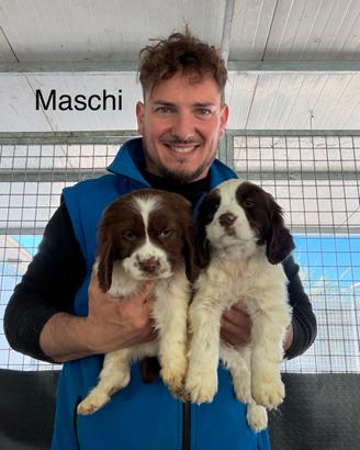 Springer Spaniel da lavoro tartufi e caccia