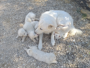 Disponibili cuccioli di maremmano