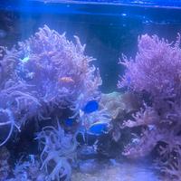 Coralli molli in crescita