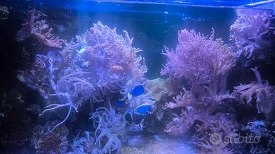 Coralli molli in crescita