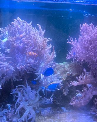 Coralli molli in crescita