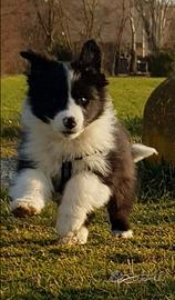 Cuccioli border colli super super