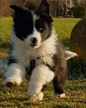 Cuccioli border colli super super