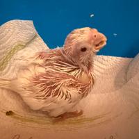 Calopsite allevate a mano