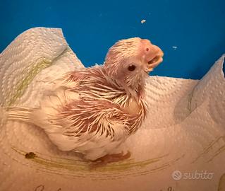 Calopsite allevate a mano