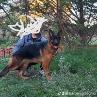 Cuccilona di Pastore tedesco