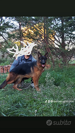 Cuccilona di Pastore tedesco