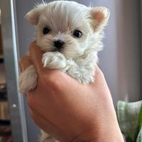 Cuccioli di Maltese