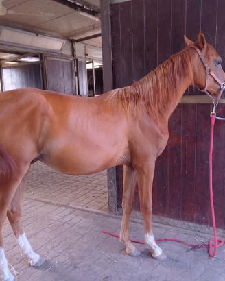 Puledro arabo