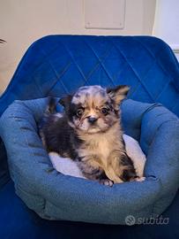 Chihuahua a pelo lungo merle