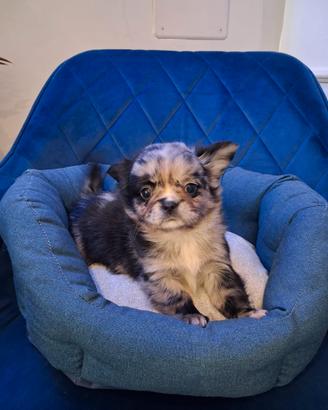 Chihuahua a pelo lungo merle