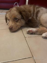 Cane border collie