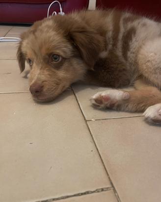 Cane border collie