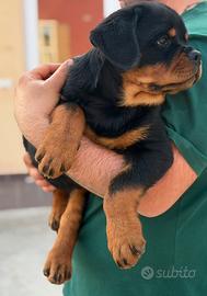 Cucciolo rottweiler 2 mesi