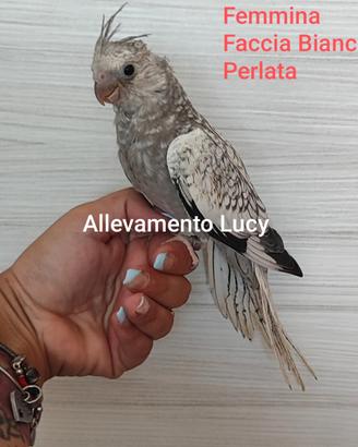 Calopsite allevate a mano