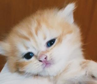 British Golden cuccioli