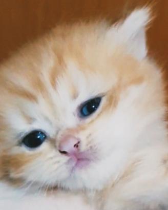 British Golden cuccioli