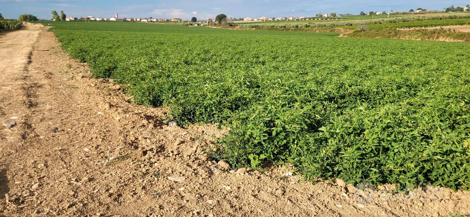 Nuova Cliternia-terreno di 27.800mq-Campomarino - Vista 3