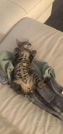 Gatto tigratta