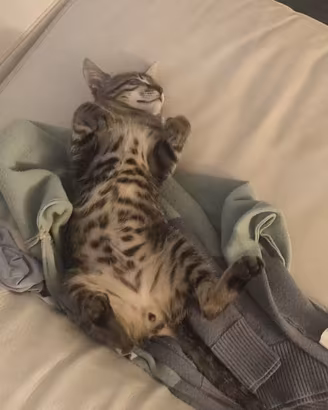Gatto tigratta