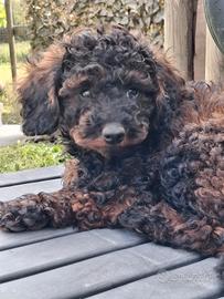 Barboncino nano e toy