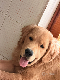 Golden retriever