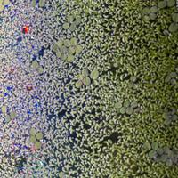 Piante galleggianti - solo ritiro Lecco