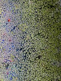 Piante galleggianti - solo ritiro Lecco