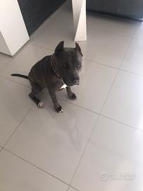 Bitbull terrier Blue nose