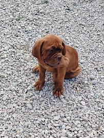 Cuccioli Dogue de Bordeaux