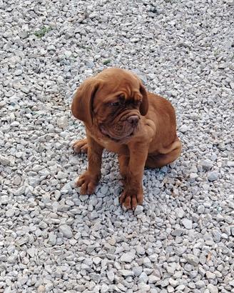 Cuccioli Dogue de Bordeaux